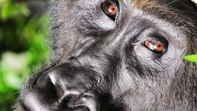 3 Days Gorilla Trekking Tour in Bwindi NP - Image - 8667